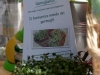 germogli3