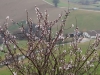 montedinove4