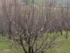 montedinove7