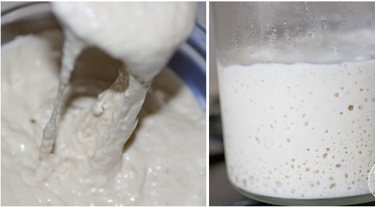 Rinfresco del licoli ( lievito madre liquido)