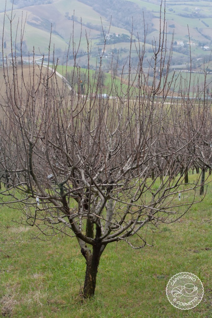 Montedinove7