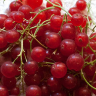 Torta al grano saraceno con ribes rossi